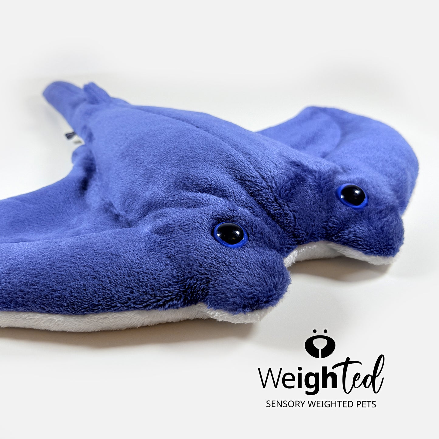 1.5kg Stingray 'Wyatt'