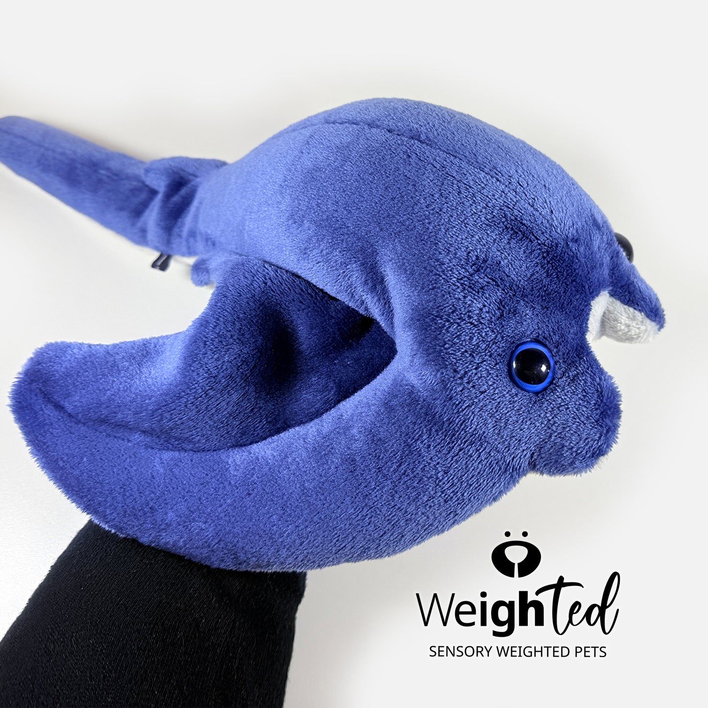 1.5kg Stingray 'Wyatt'