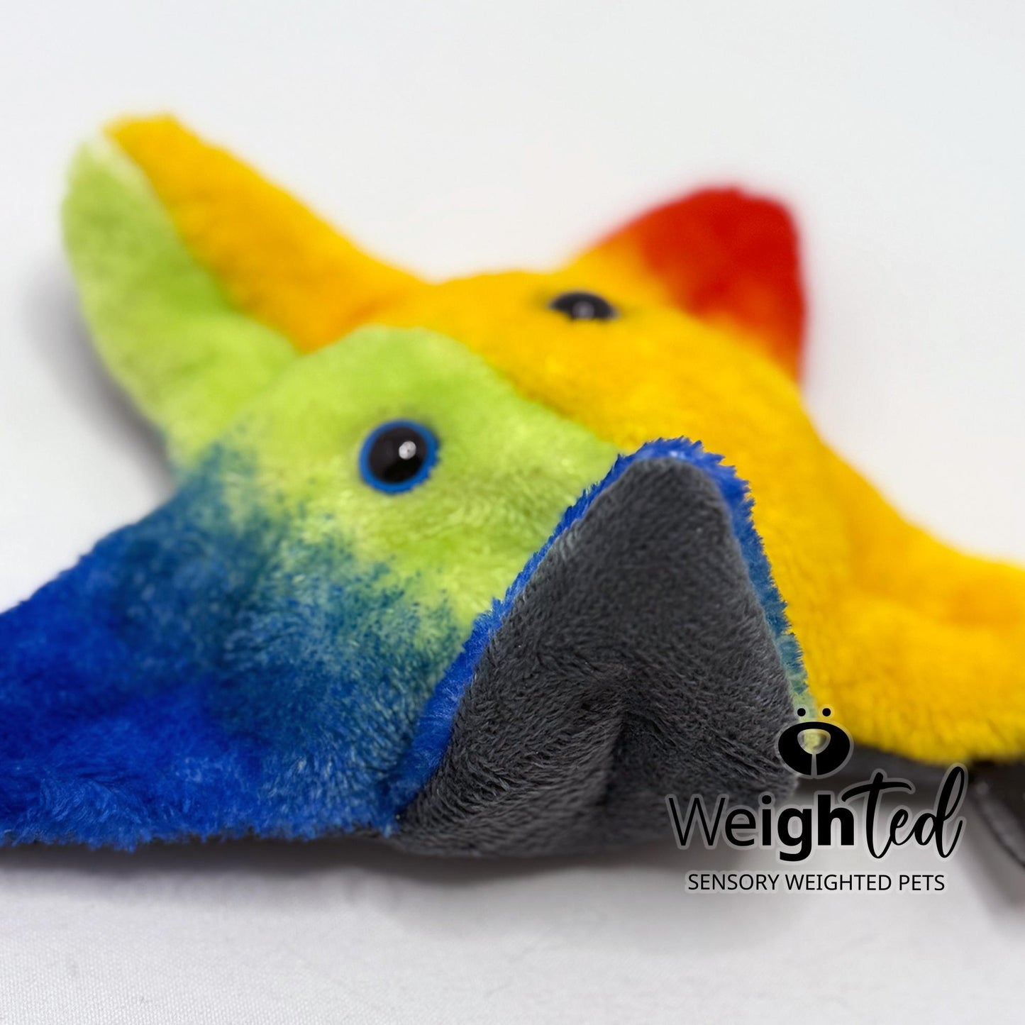 600g Pocket Starfish 'Star'
