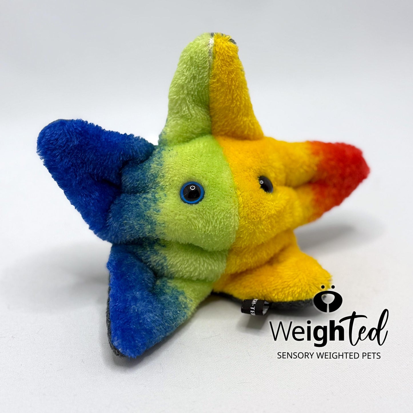 600g Pocket Starfish 'Star'