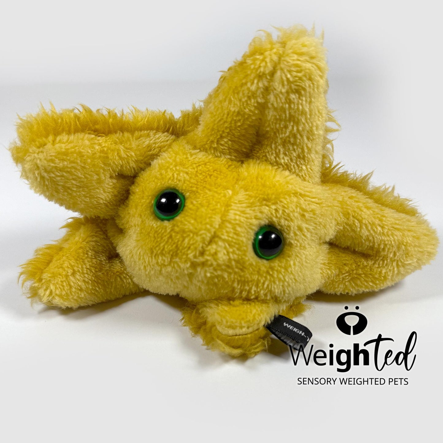 600g Pocket Starfish 'Amber'