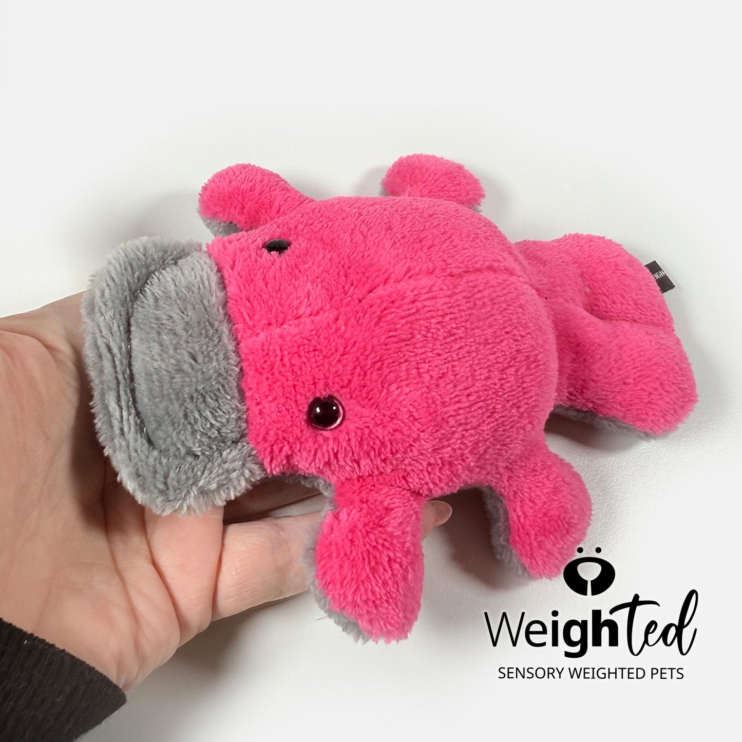 750g Pocket Platypus 'Bonnie'