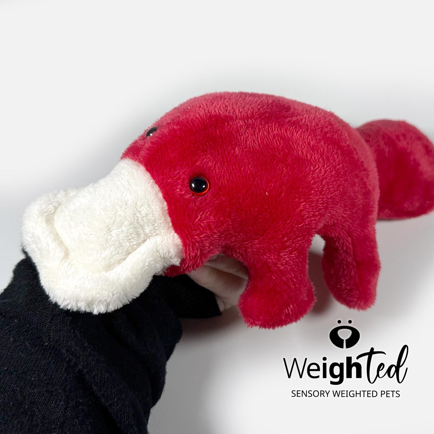 2.2kg Platypus 'Scarlett’