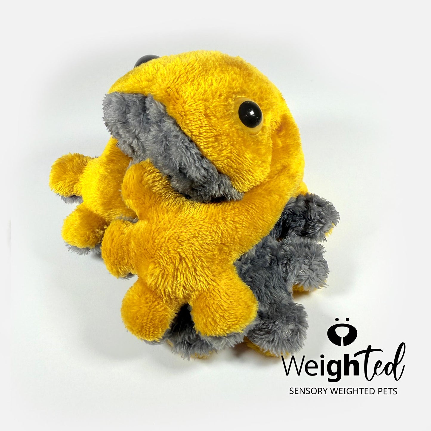 1kg Frog 'Goldie'