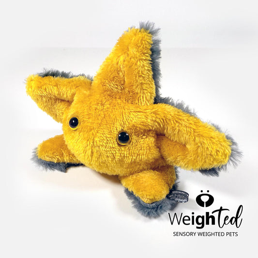 600g Pocket Starfish 'Sol'