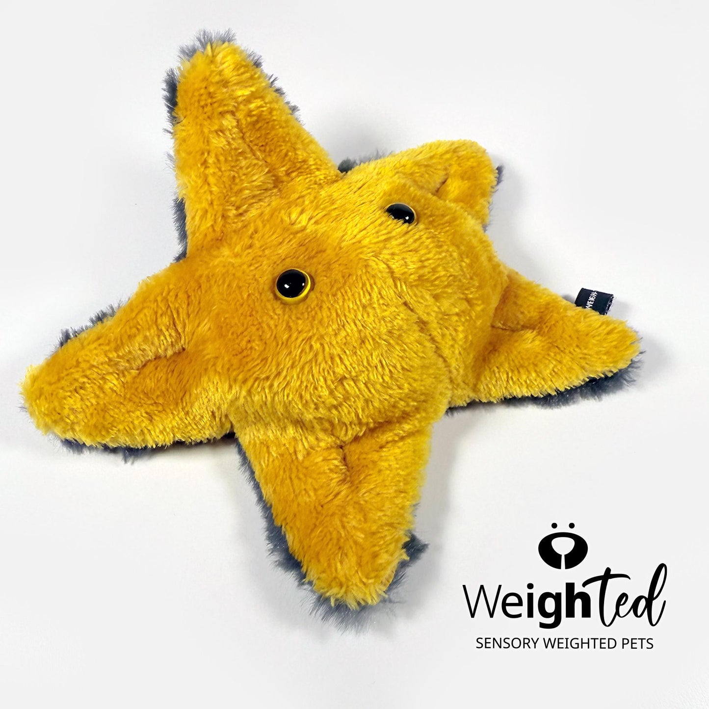 600g Pocket Starfish 'Sol'