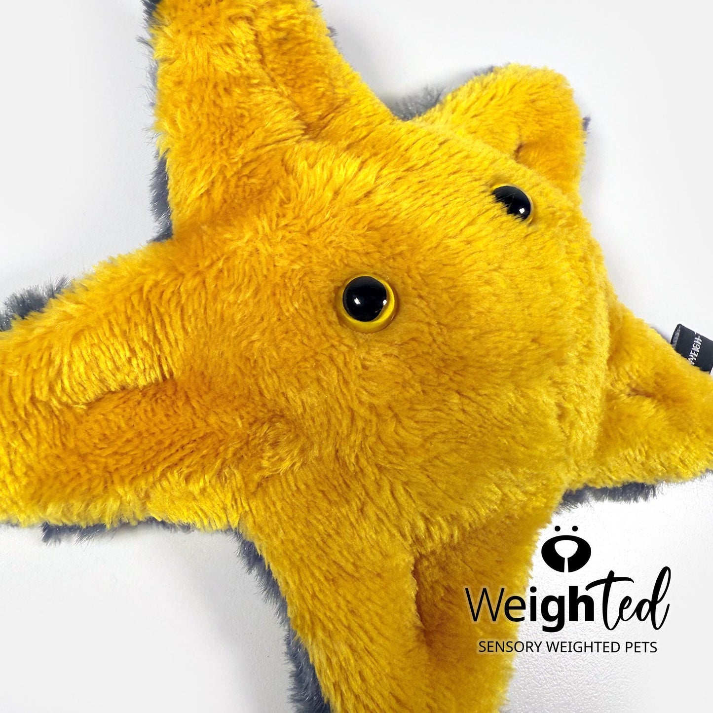 600g Pocket Starfish 'Sol'