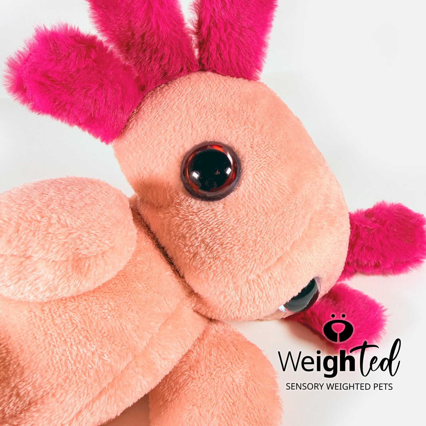 3kg Axolotl 'Lychee'