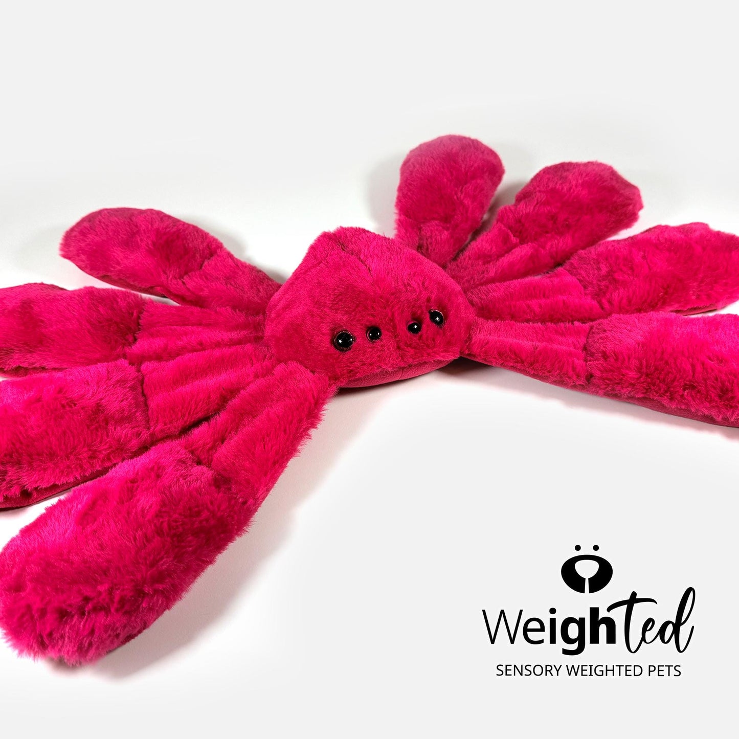 2.7kg Spider 'Maggie'