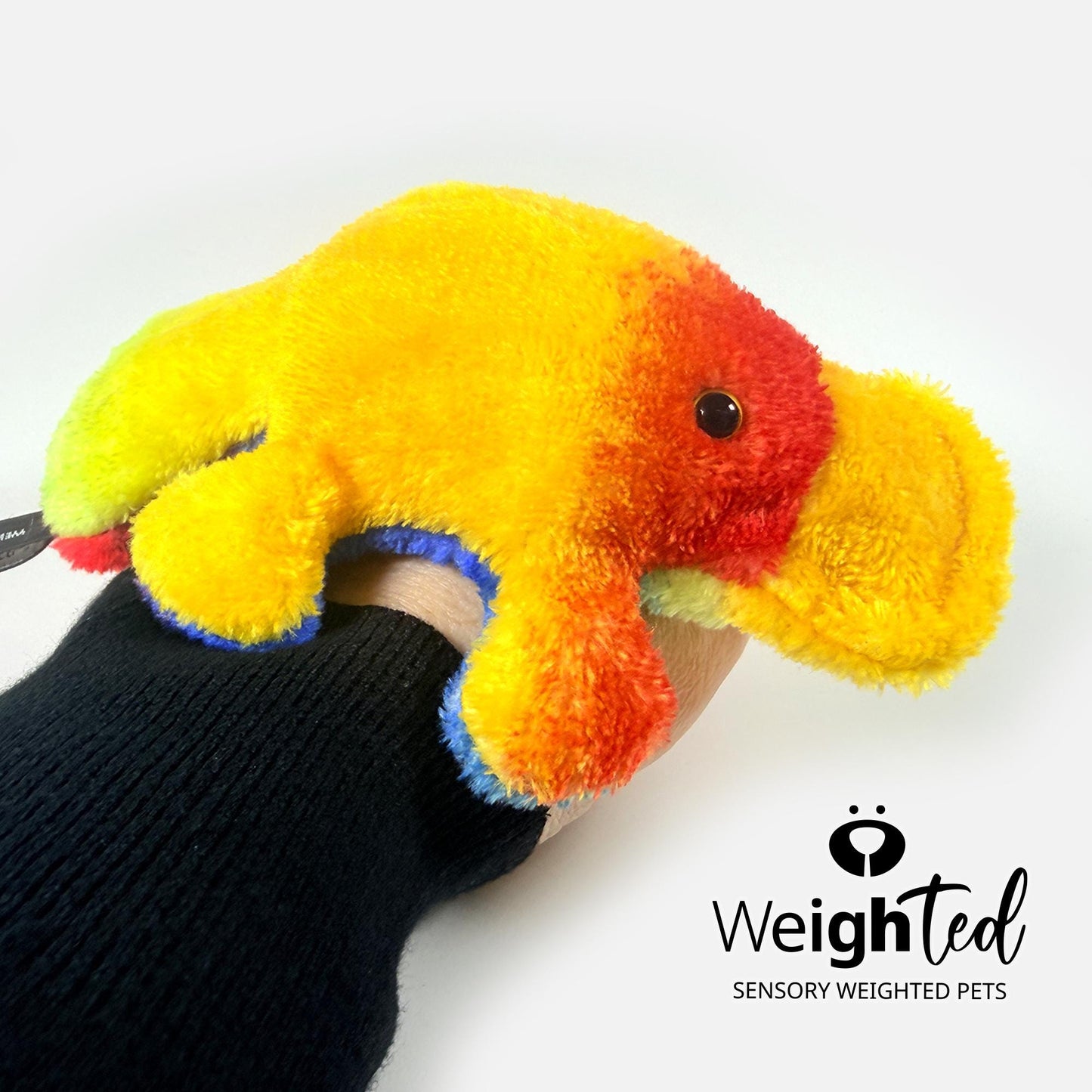 650g Pocket Platypus 'Casey'