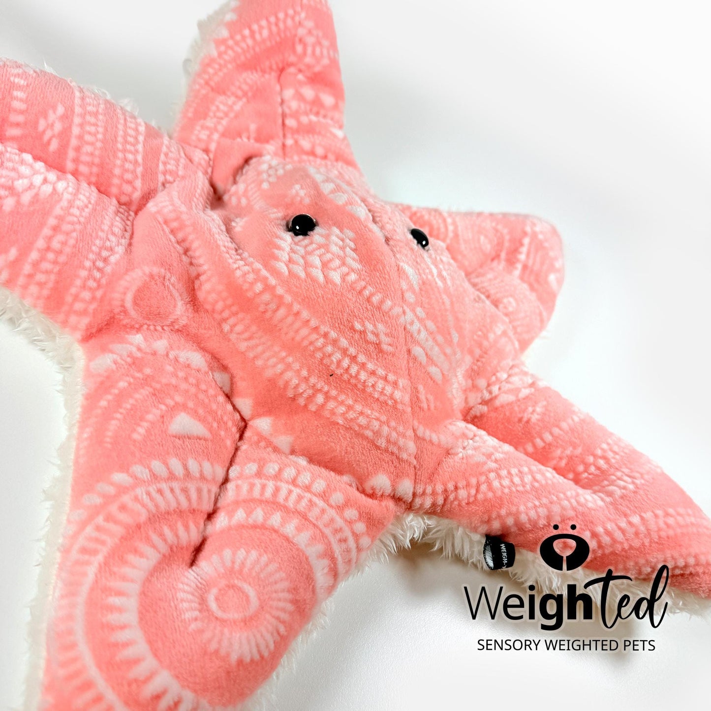 3kg Starfish 'Bay'
