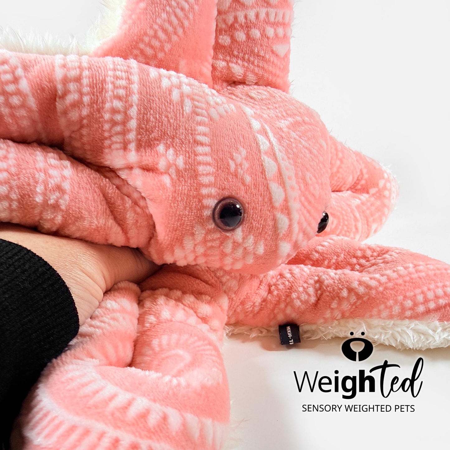 3kg Starfish 'Bay'