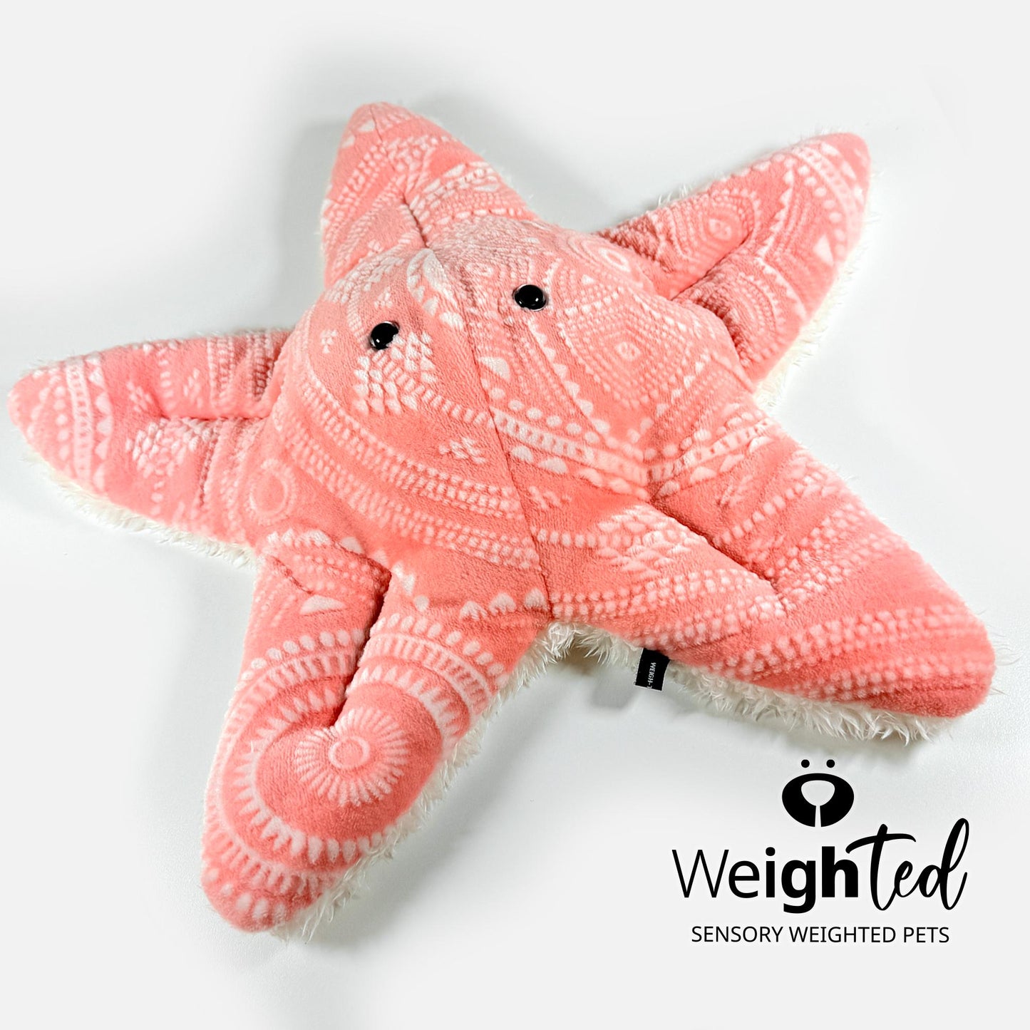 3kg Starfish 'Bay'